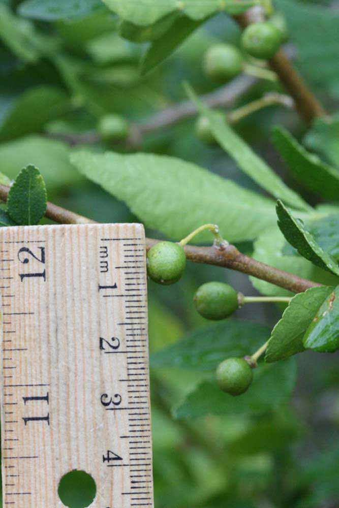              Immature fruit (Riverside, CA)       